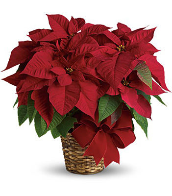 Red Poinsettia from your local Clinton,TN florist, Knight's Flowers